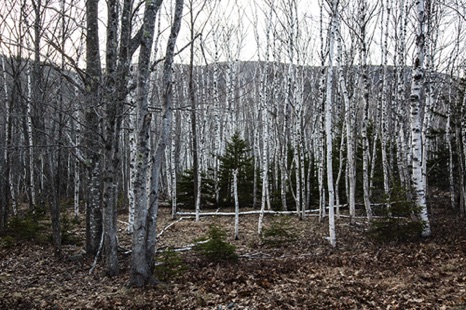 Birch Forest - NHP208